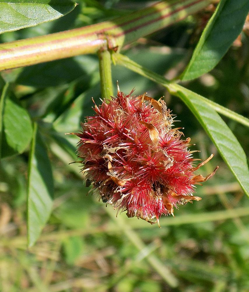 Image of Glycyrrhiza foetidissima specimen.