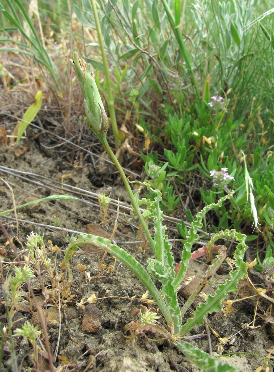 Image of genus Scorzonera specimen.