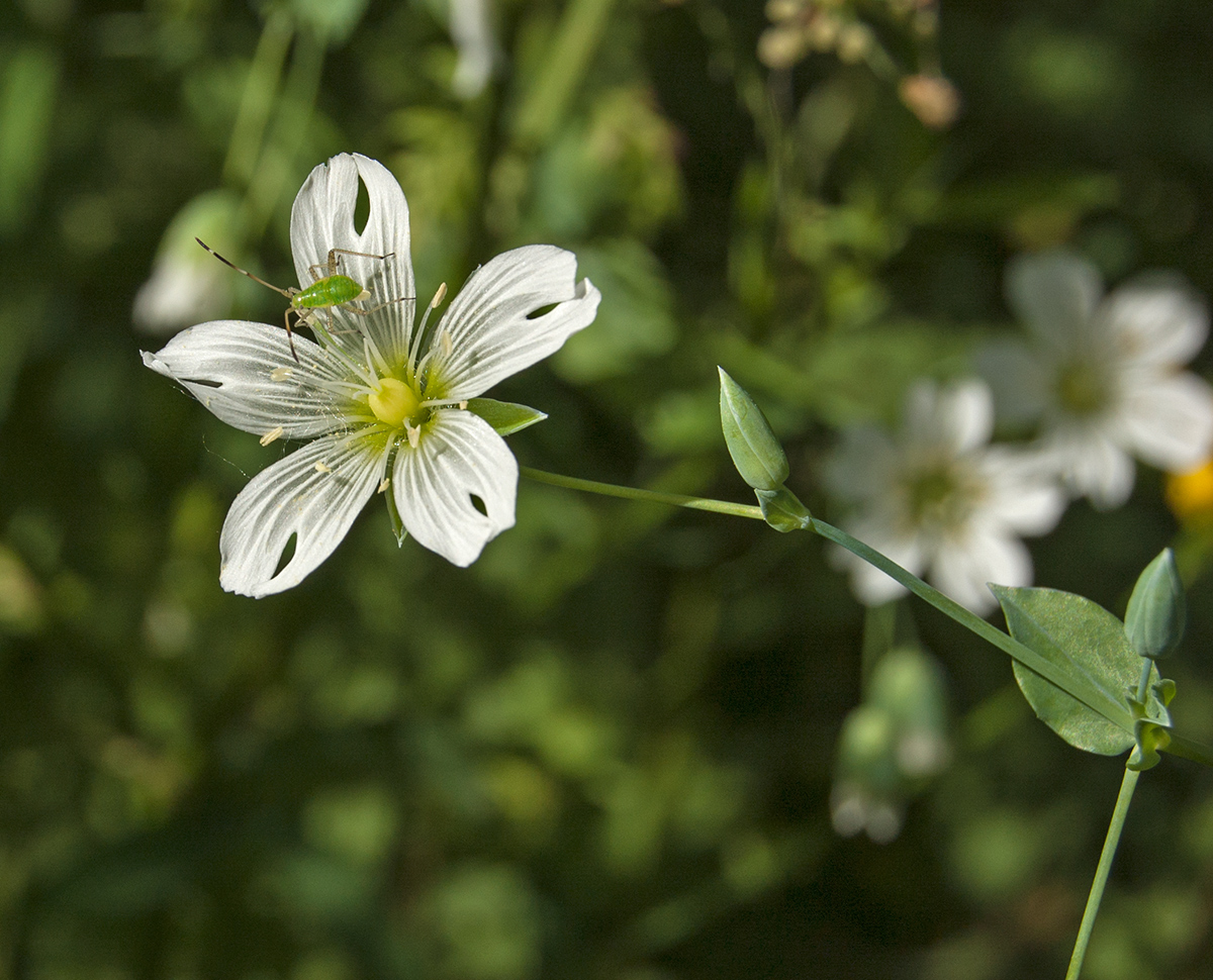 Изображение особи Cerastium davuricum.