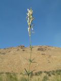 Silene gebleriana