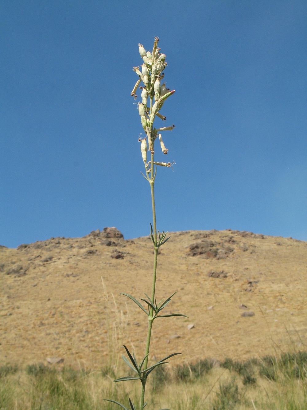 Изображение особи Silene gebleriana.