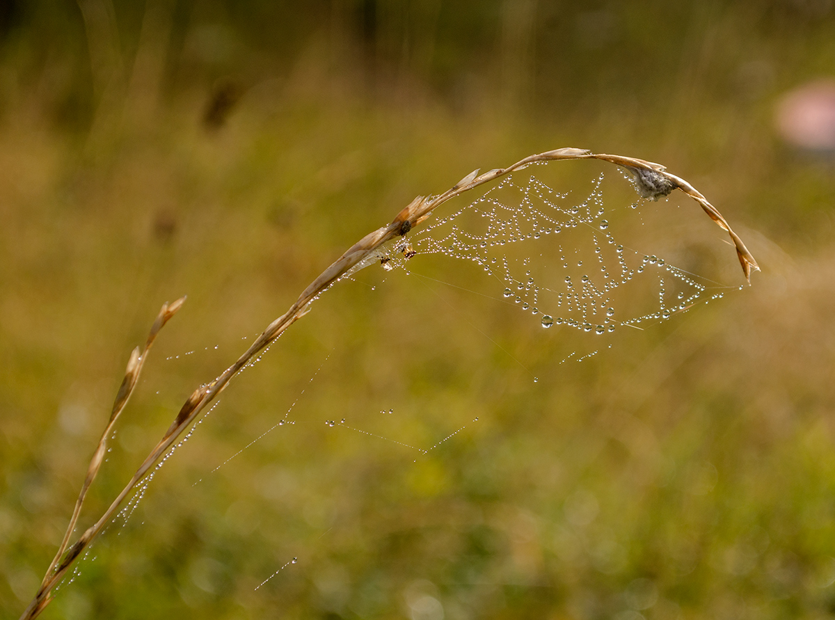 Image of Festuca pratensis specimen.