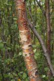 Betula subarctica