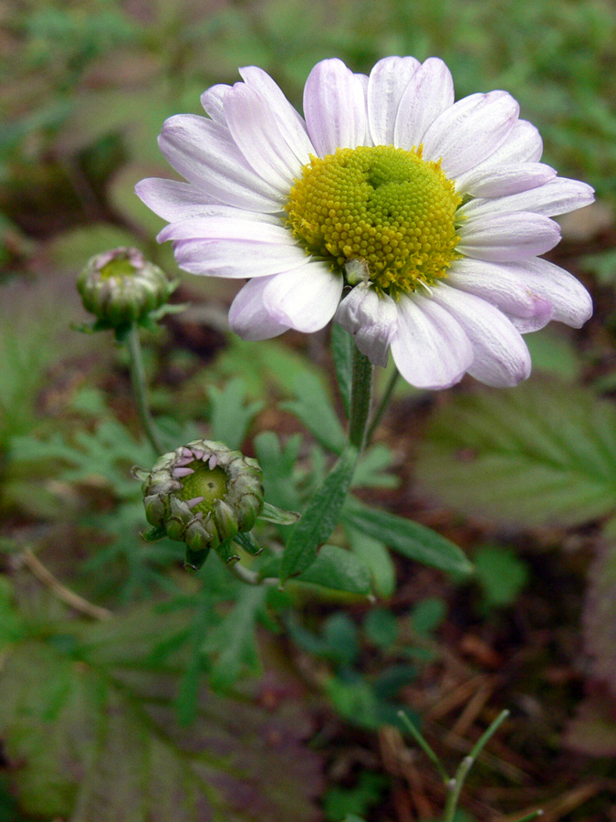 Image of Chrysanthemum zawadskii specimen.