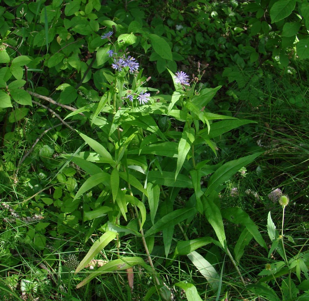 Image of Lactuca sibirica specimen.