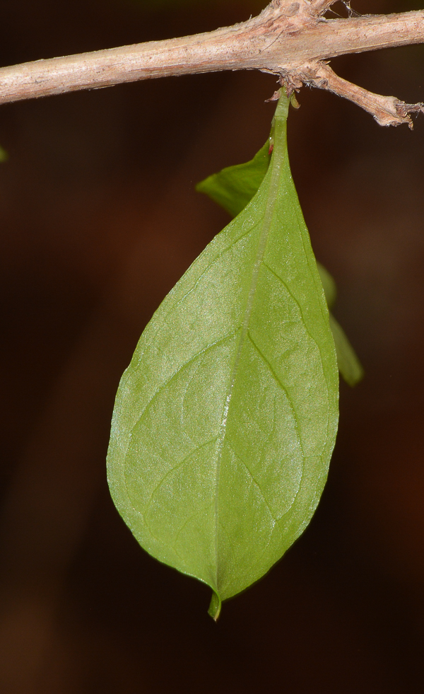 Image of Lawsonia inermis specimen.