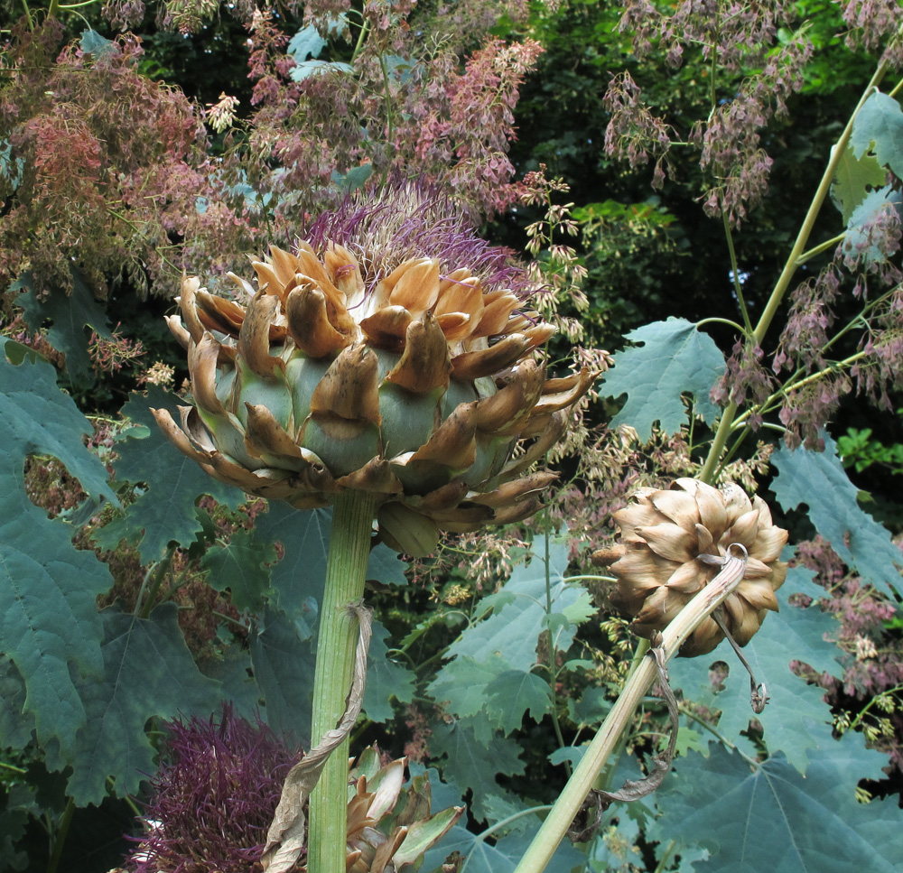 Изображение особи Cynara scolymus.