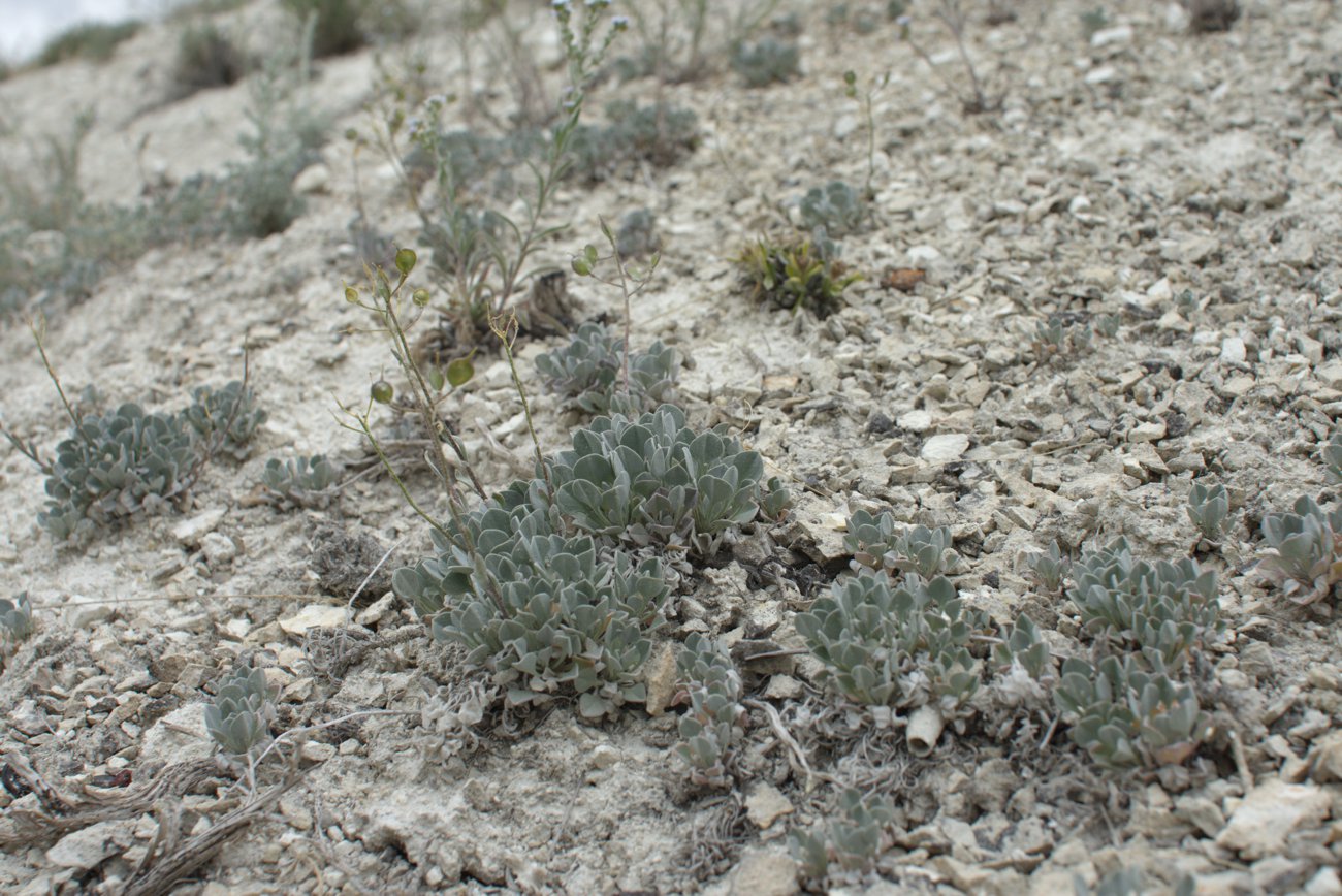 Image of Galitzkya spathulata specimen.