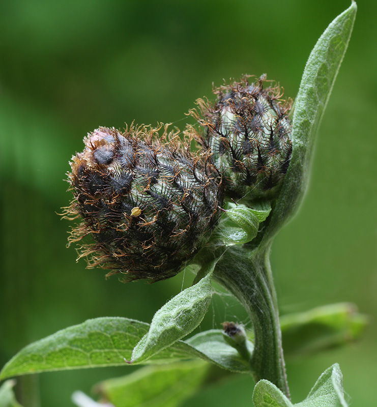 Image of Centaurea phrygia specimen.