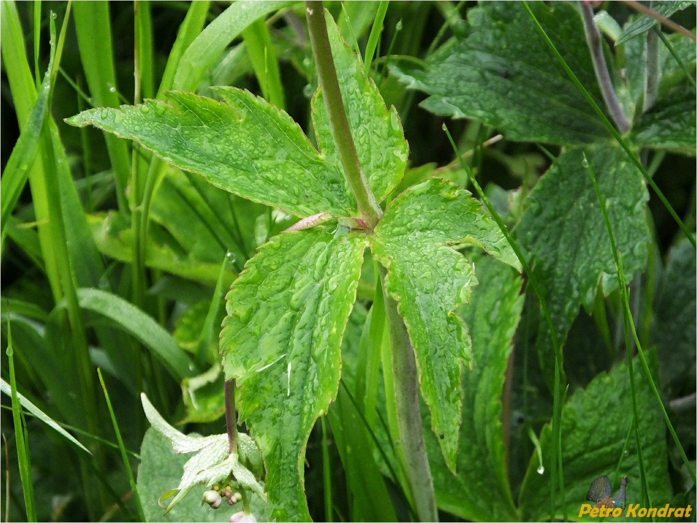 Изображение особи Ranunculus platanifolius.