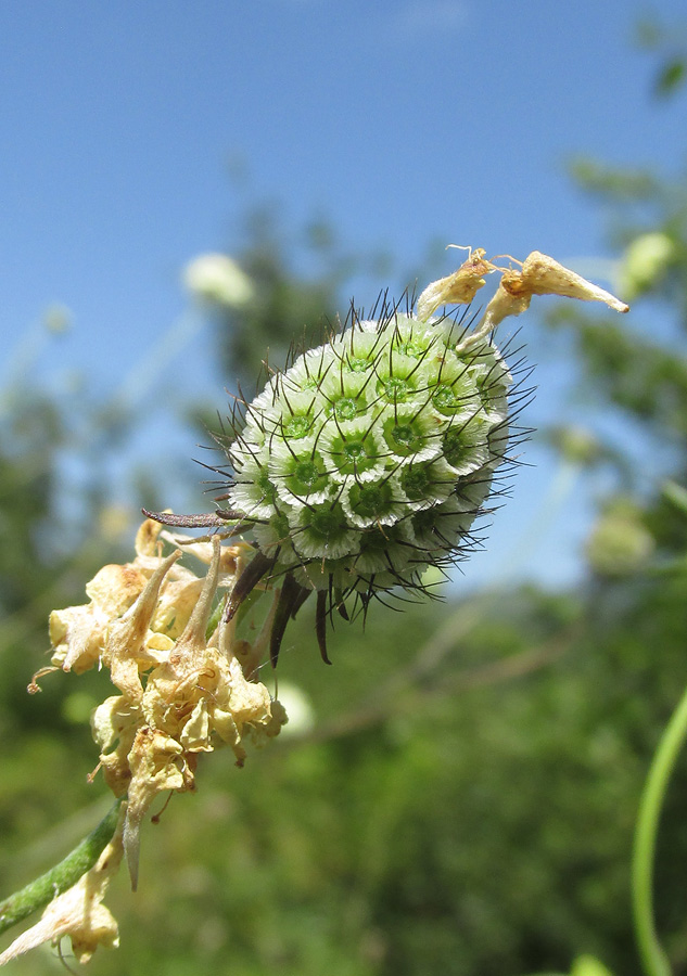 Image of Scabiosa ochroleuca specimen.