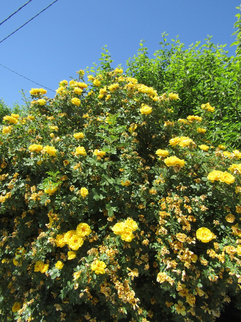 Image of Rosa foetida specimen.