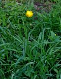 Trollius europaeus