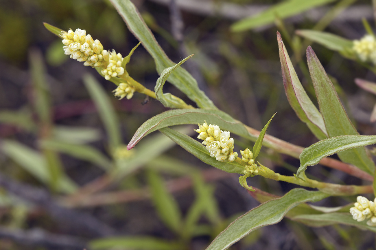 Изображение особи Persicaria scabra.