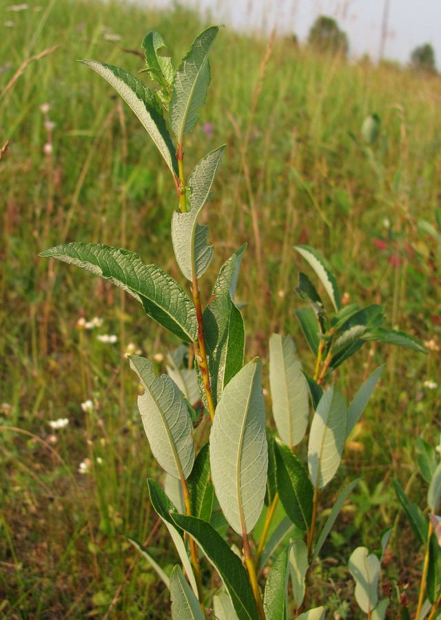 Image of Salix phylicifolia specimen.