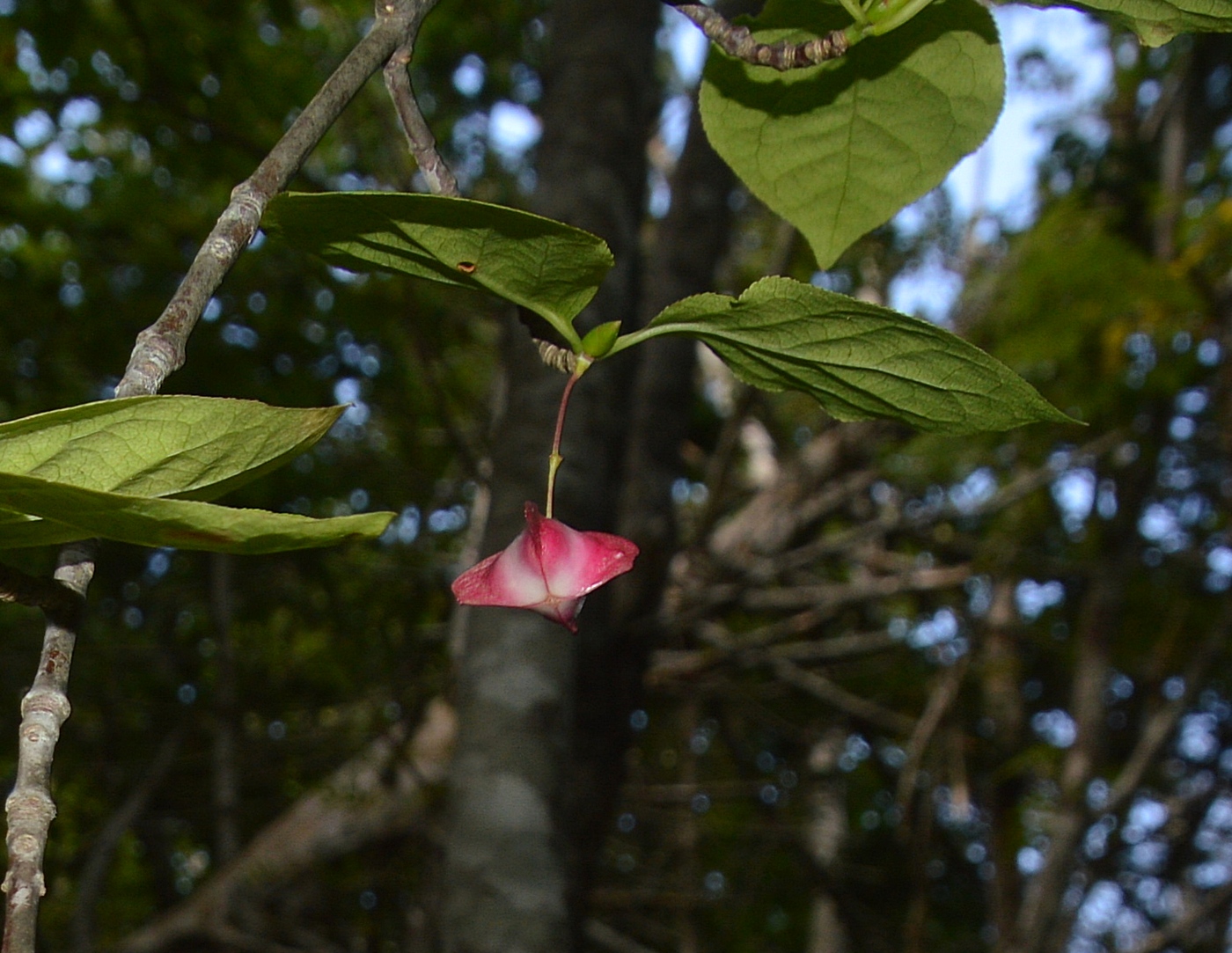 Image of Euonymus miniatus specimen.