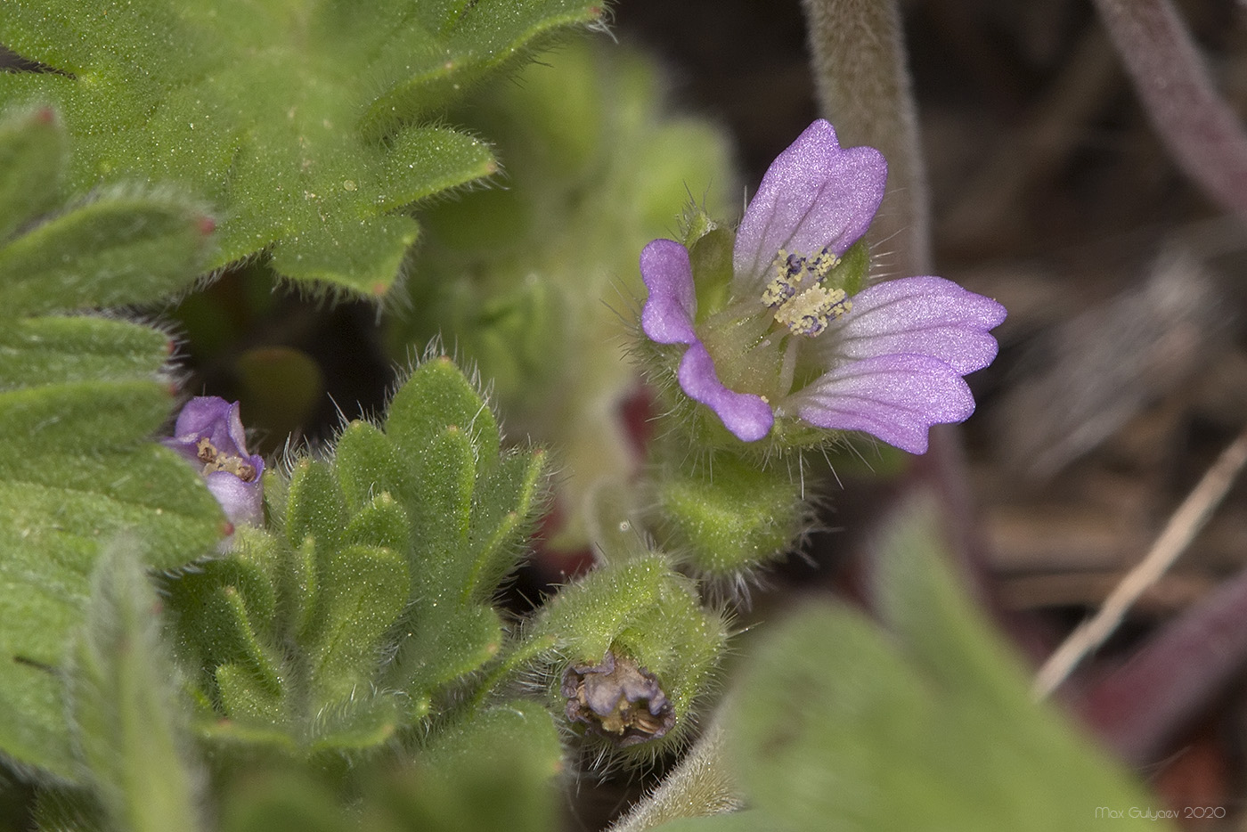 Image of genus Geranium specimen.