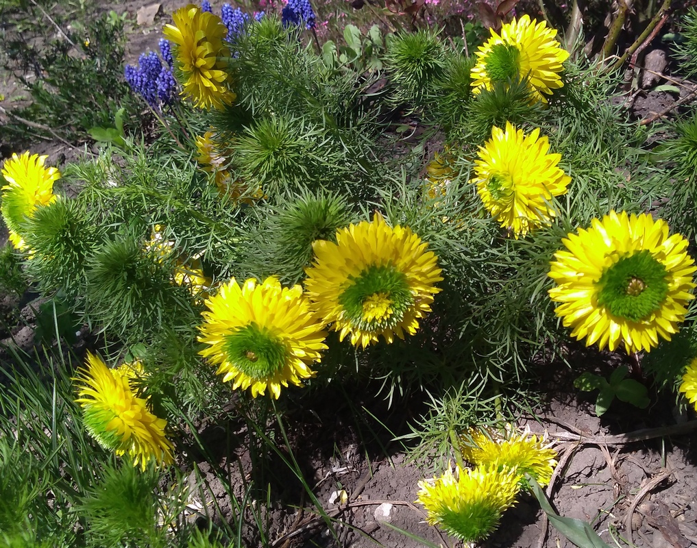 Image of Adonis vernalis specimen.