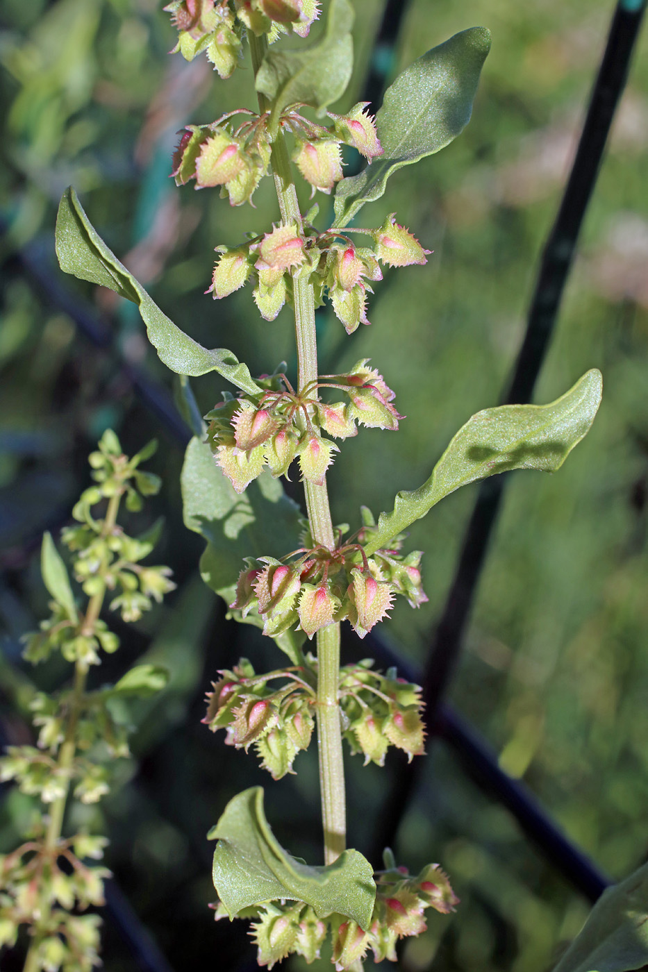 Image of Rumex drobovii specimen.