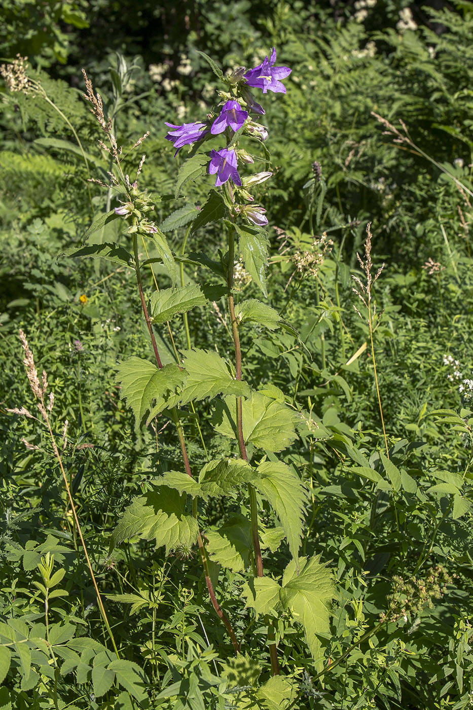 Image of Campanula trachelium specimen.