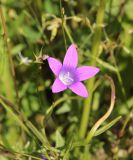 Campanula patula. Цветок. Калужская обл., Боровский р-н, окр. дер. Чёлохово, сенокосный луг на старой залежи. 22 июня 2020 г.