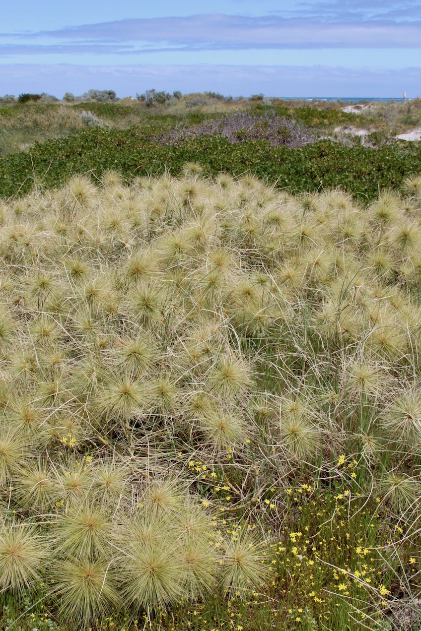 Image of Spinifex longifolius specimen.