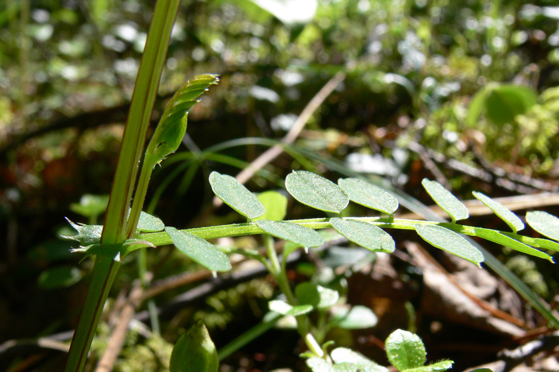 Изображение особи Vicia sylvatica.