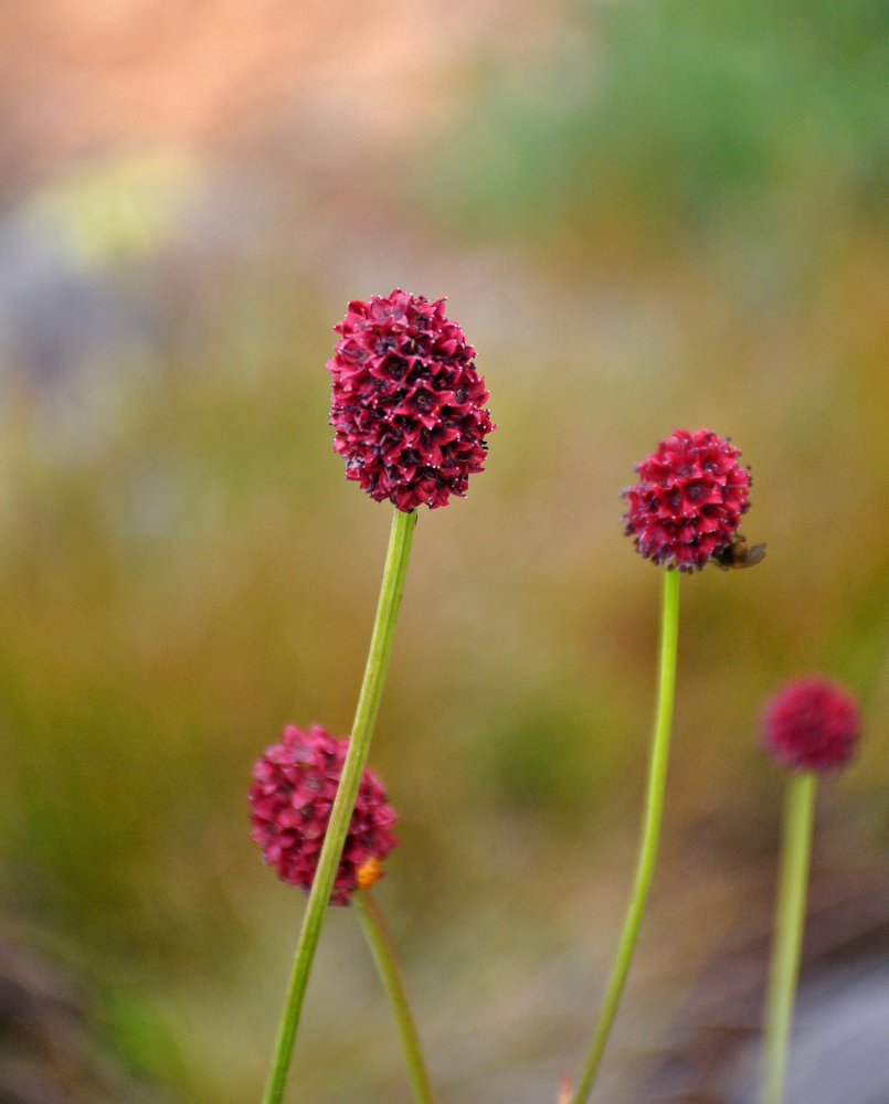 Изображение особи Sanguisorba officinalis.