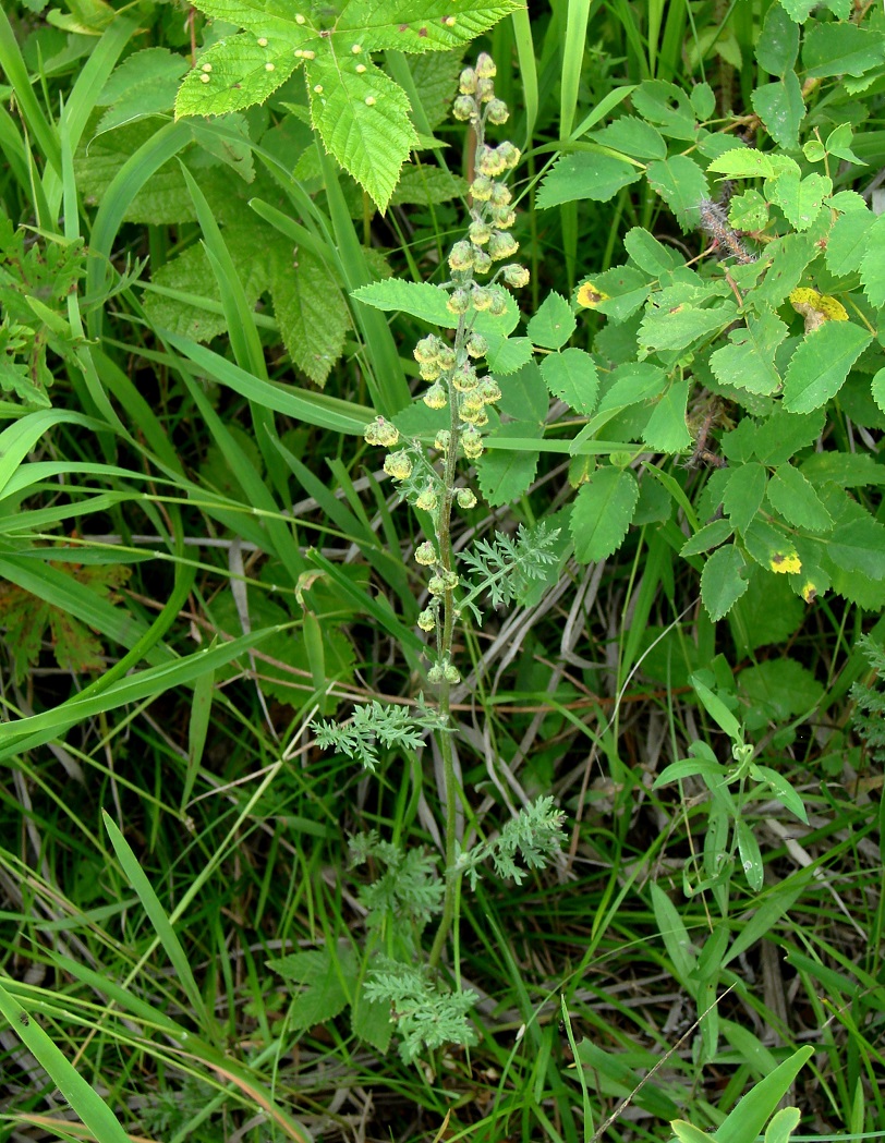 Изображение особи Artemisia tanacetifolia.