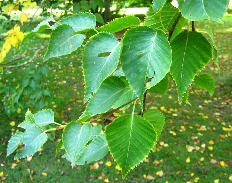 Изображение особи Betula ermanii.