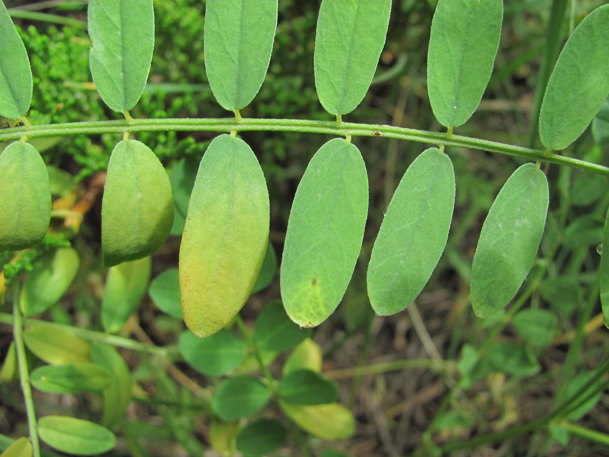 Image of Astragalus falcatus specimen.