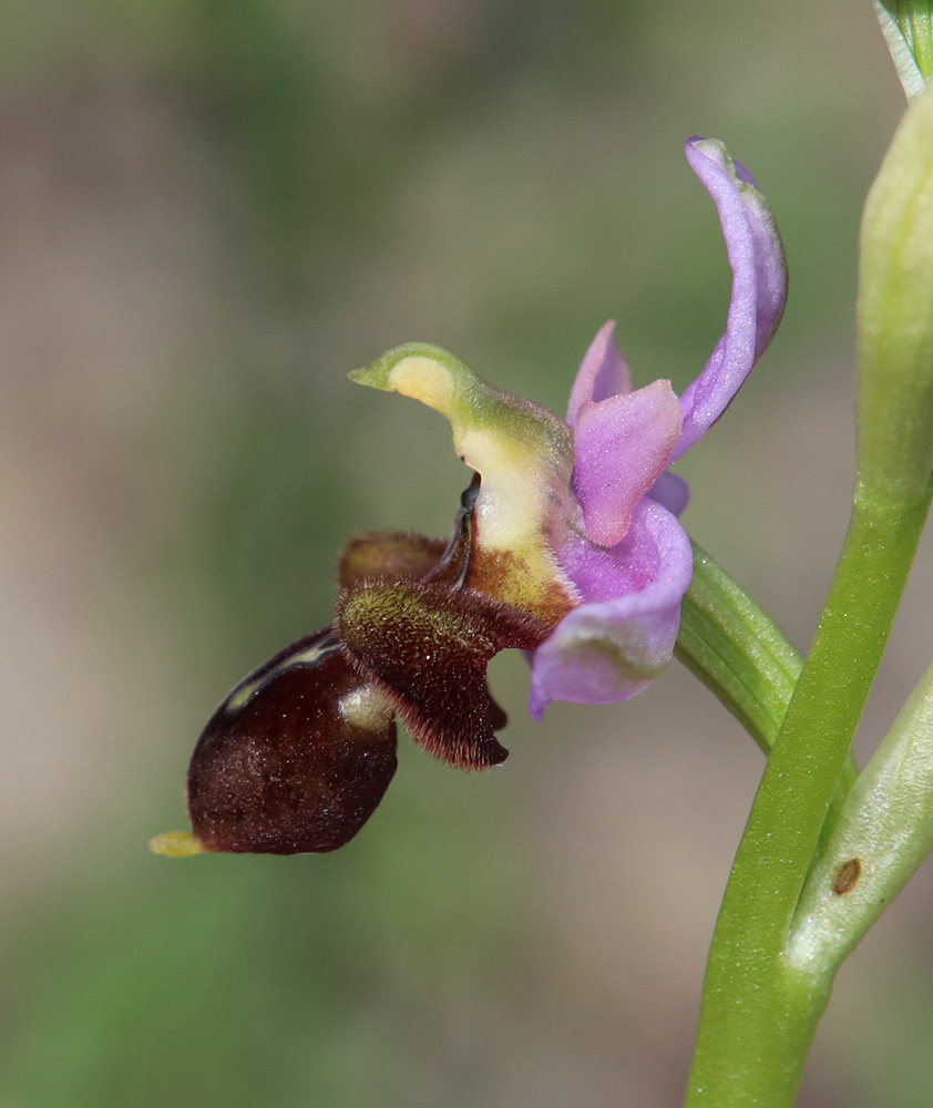 Изображение особи Ophrys oestrifera.