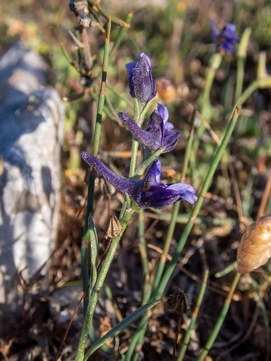 Изображение особи Delphinium peregrinum.