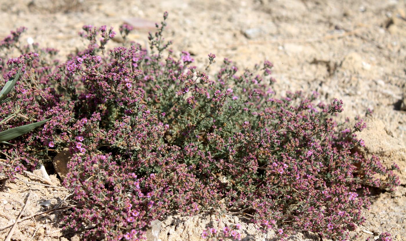 Image of Frankenia hirsuta specimen.