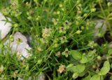 Sagina procumbens. Верхушки цветущих и плодоносящих растений. Томская обл., г. Томск, Академгородок, сорное на клумбе. 17.08.2021.