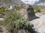 Cirsium balkharicum