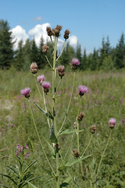 Изображение особи Cirsium helenioides.