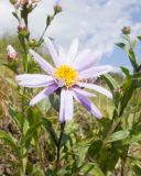 Aster bessarabicus. Соцветие. Краснодарский край, Мостовской р-н, окр. пгт Псебай, хр. Герпегем, ≈ 700 м н.у.м., склон балки. 19.08.2021.