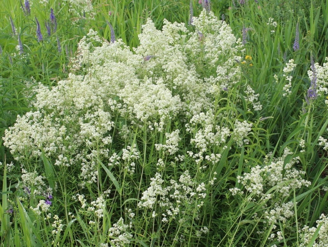 Image of Galium boreale specimen.