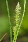 Carex hirta