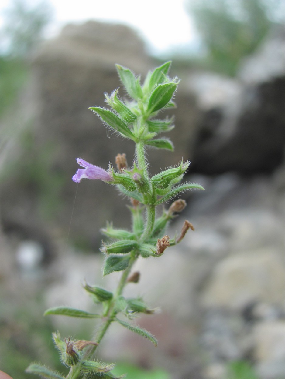 Изображение особи Ziziphora acinos.