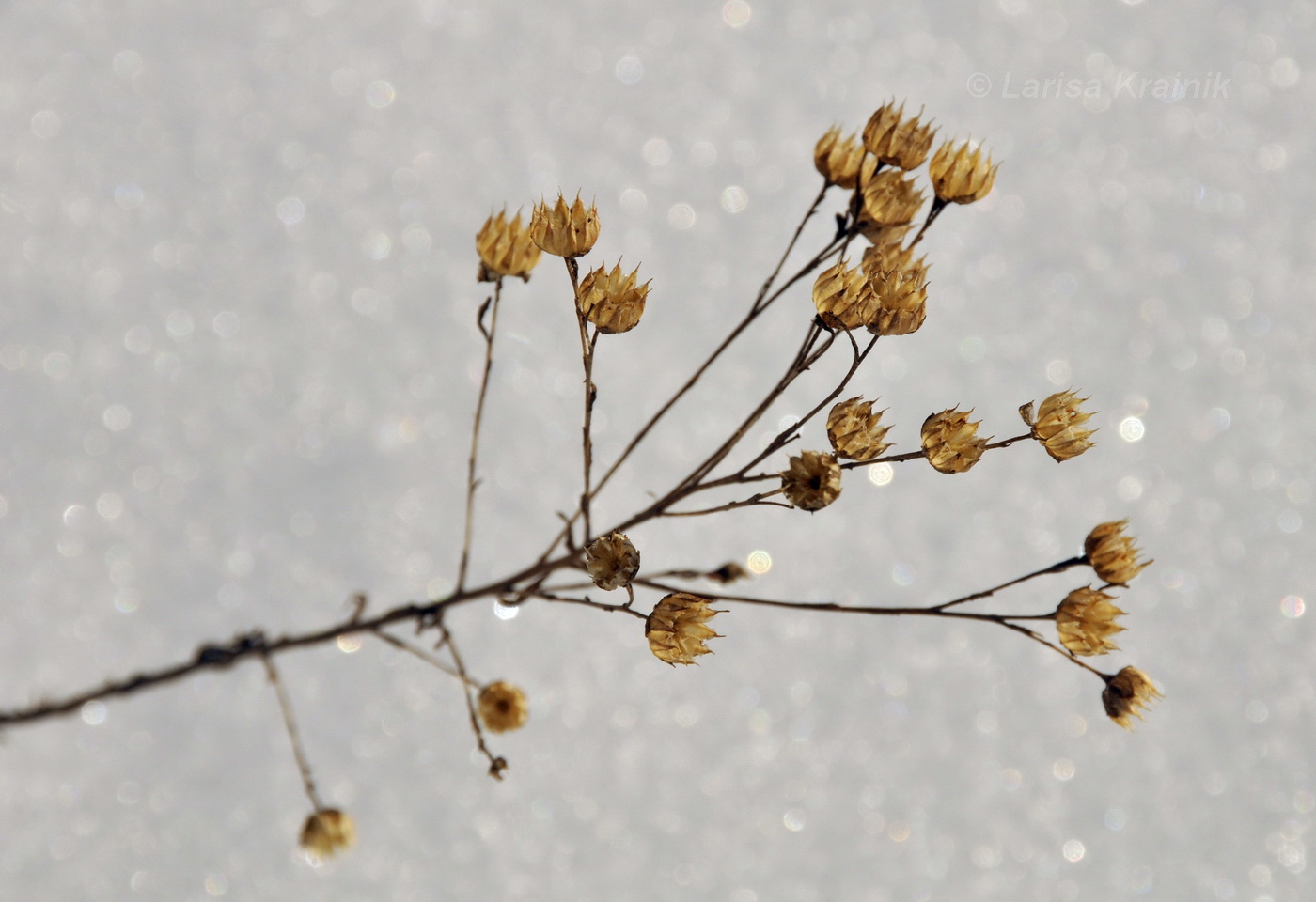 Image of Linum stelleroides specimen.