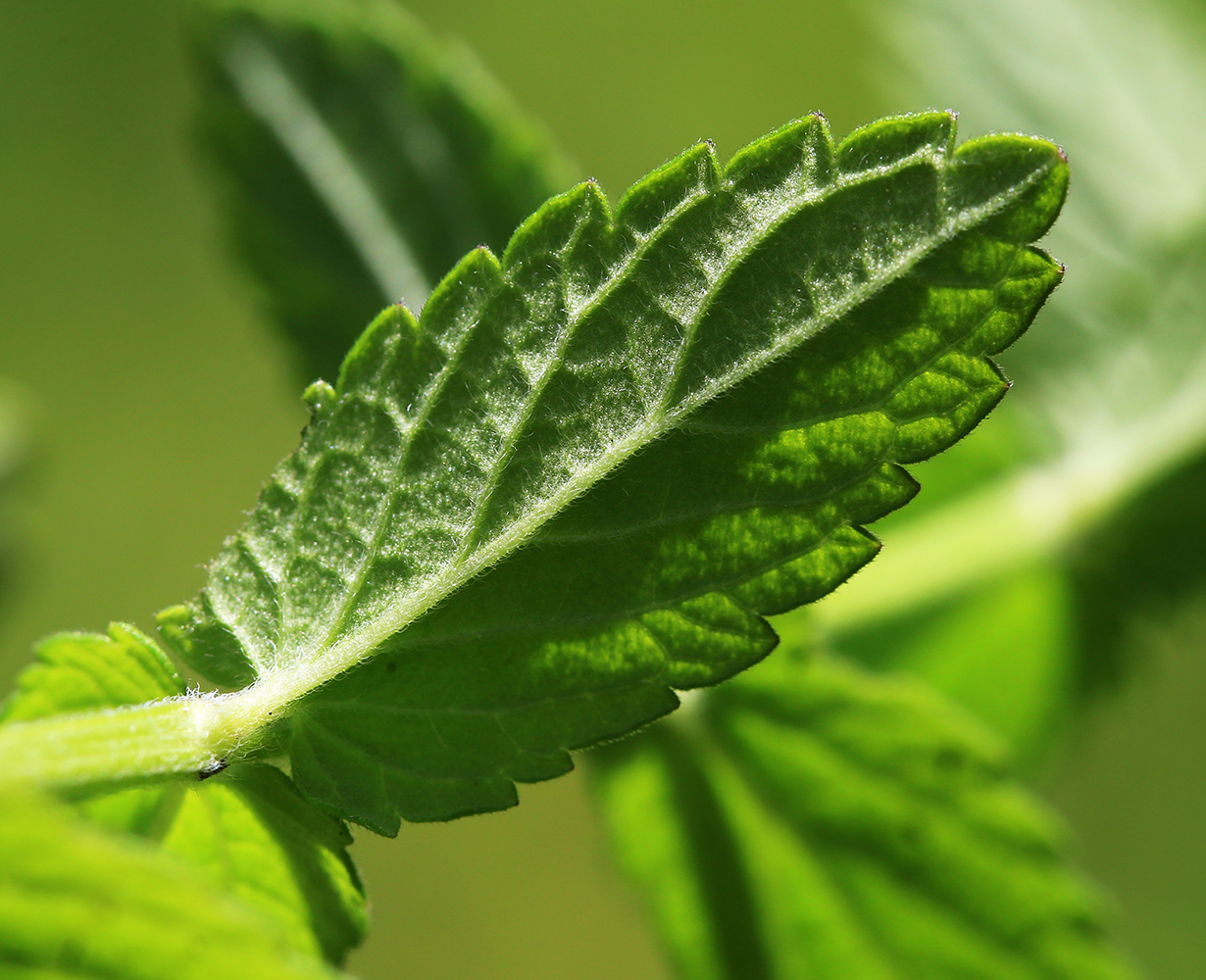 Image of Scutellaria tuminensis specimen.