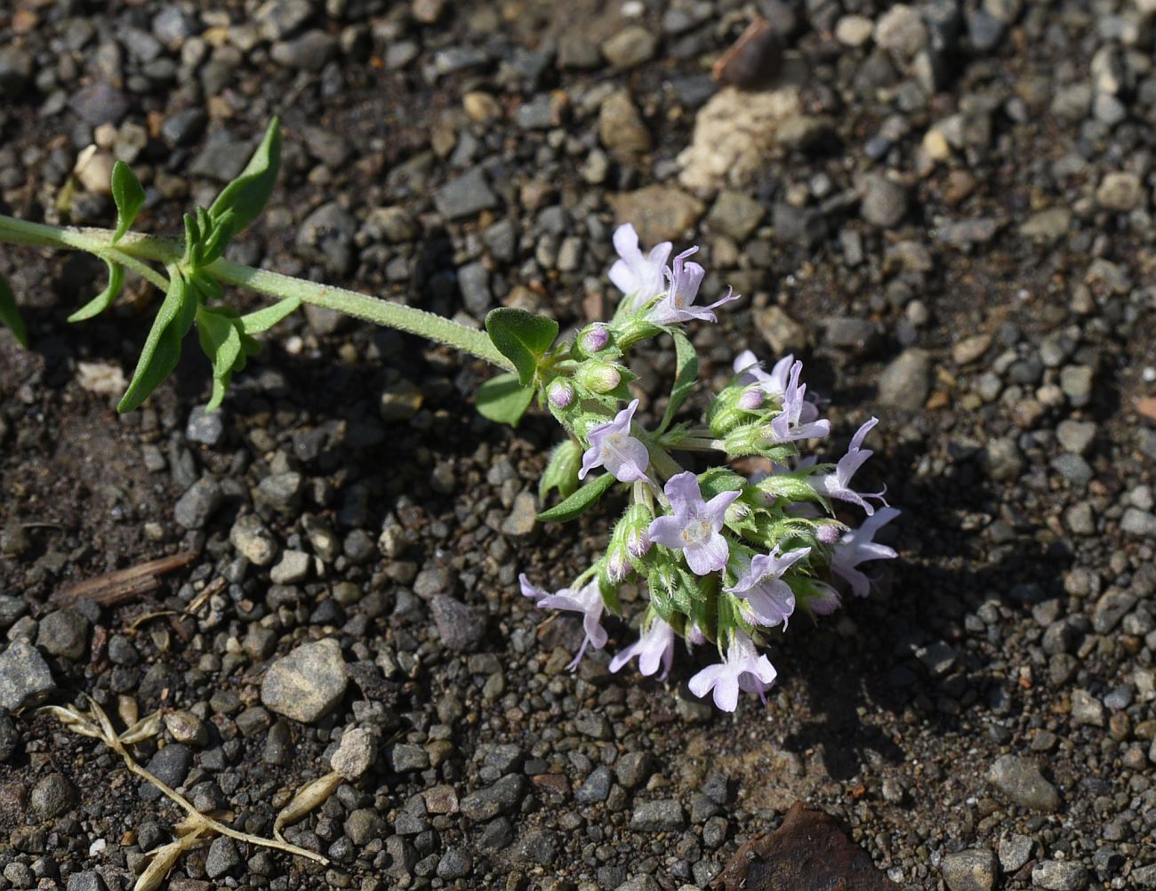 Изображение особи Thymus collinus.