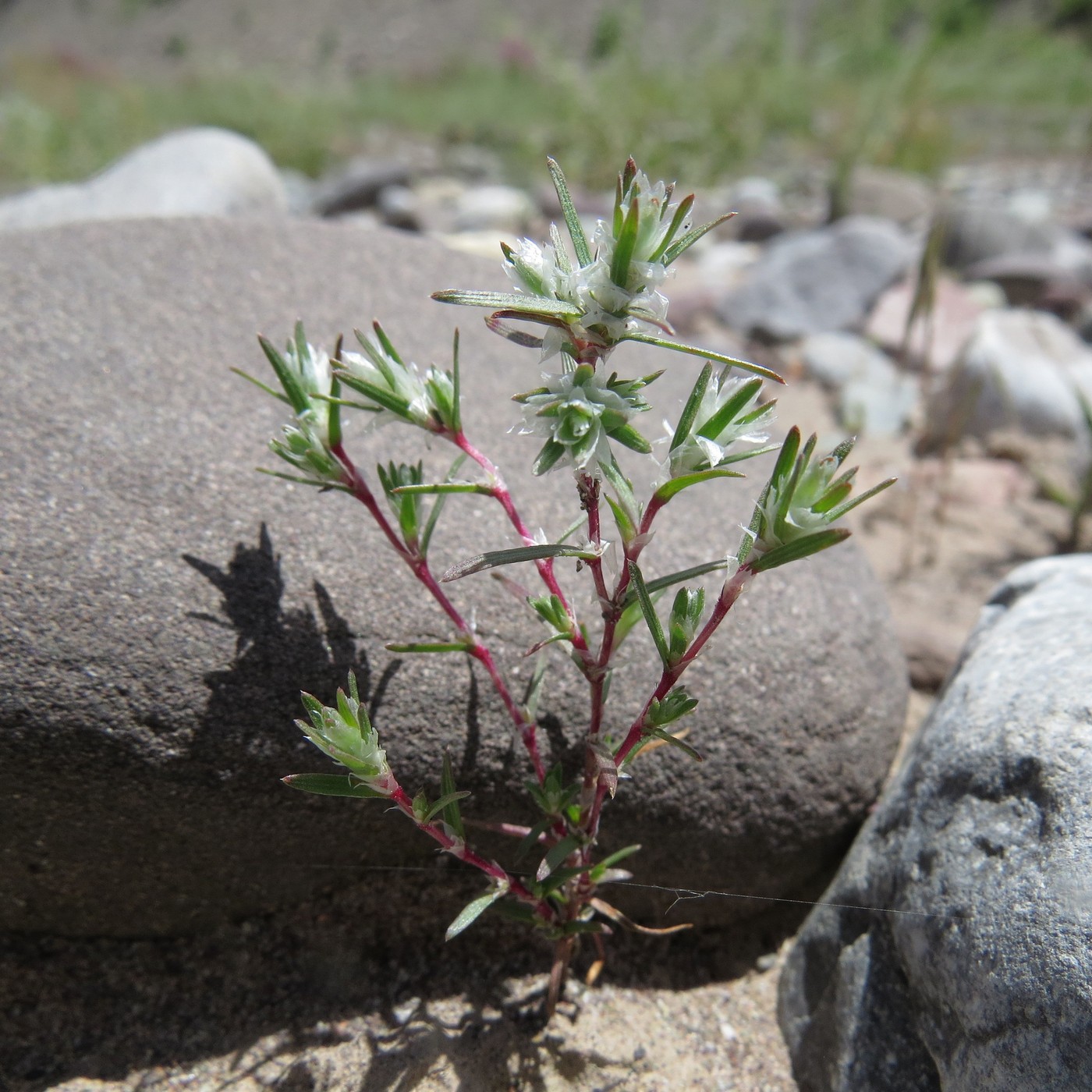 Image of Polygonum molliiforme specimen.