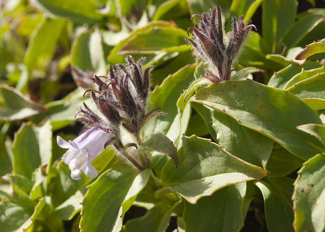 Image of Pennellianthus frutescens specimen.