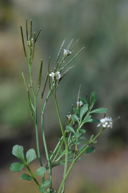 Image of Cardamine hirsuta specimen.