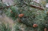 Pinus sylvestris subspecies hamata. Верхушка ветви с шишками. Дагестан, Гунибский р-н, природный парк \"Верхний Гуниб\", ≈ 1800 м н.у.м., опушка хвойно-лиственного леса. 03.05.2022.