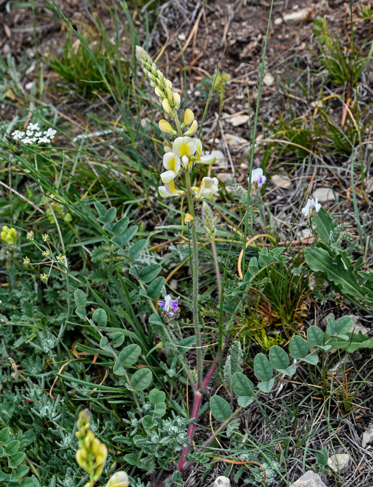 Image of Onobrychis radiata specimen.