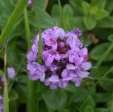 genus Thymus. Соцветие с клещами-краснотелками. Республика Ингушетия, Джейрахский р-н, окр. альплагеря \"Кязи\", выс. 2000 м н.у.м, луг. 23 июля 2022 г.